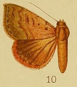 Phytometra haemaceps