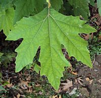 Platanus orientalis leaf.JPG