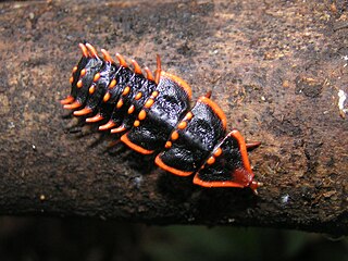 <i>Platerodrilus</i> Genus of beetles
