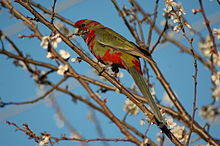 Juvenile with prominent green plumage Platycercus elegans -Canberra-8a.jpg