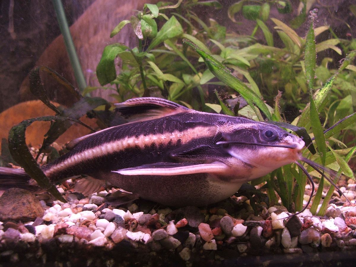 Striped Raphael Catfish Wikipedia