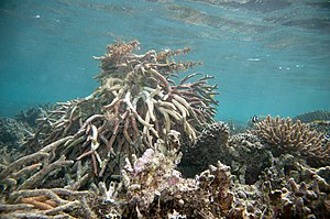 Plausibly staghorn coral Acropora formosa (7504783684).jpg