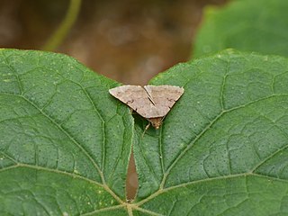 <i>Plecoptera reflexa</i> Species of moth