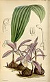 Pleione praecox (as syn. Coelogyne wallichiana) plate 4496 in: Curtis's Bot. Magazine (Orchidaceae), vol. 76, (1850)