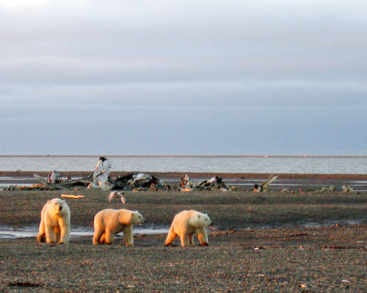 File:Polar bears on the Beaufort Sea coast.jpg