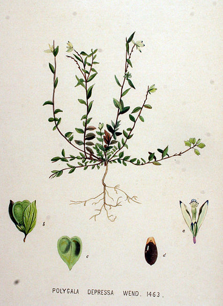 File:Polygala depressa — Flora Batava — Volume v19.jpg