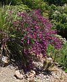 Polygala lancifolia