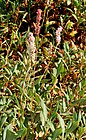 Polygonum affine - plant (aka).jpg