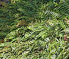 Polypodium vulgare (aka).jpg