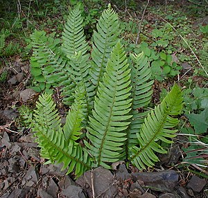 Western sword fern in the Columbia River Gorge
