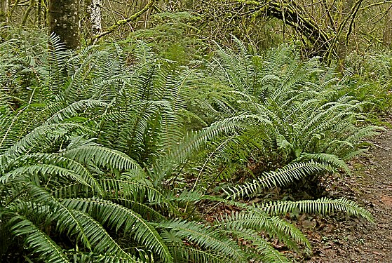 Polystichum munitum Cougar Mountain.jpg
