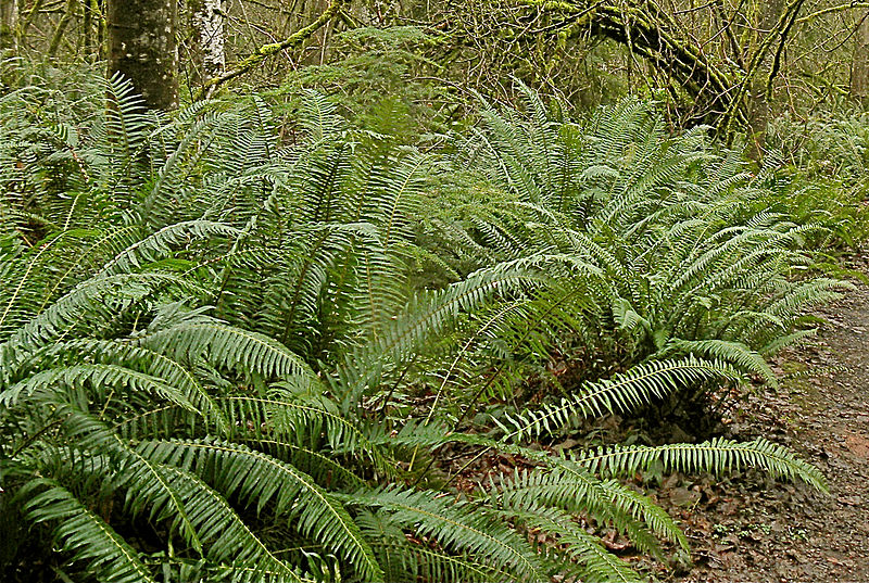 File:Polystichum munitum Cougar Mountain.jpg