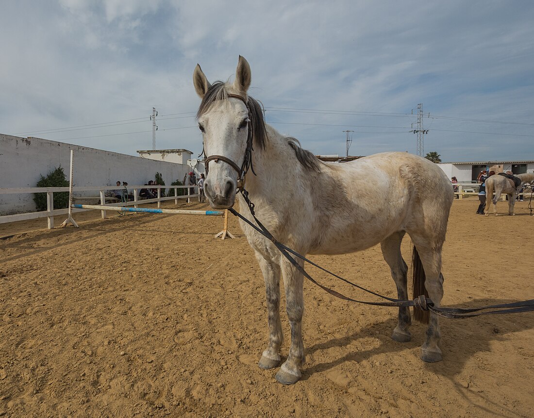 خيل مقعد