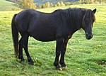 Vorschaubild für Pottok-Pony