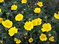 July 21st, Potentilla aurea (Gold-Fingerkraut), Spalona Dolina, West Tatra Mountains, Poland