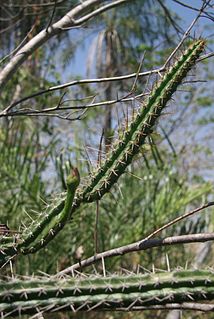 <i>Praecereus saxicola</i> Species of cactus