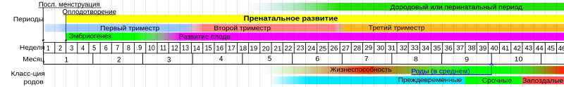 Фото Детишек По Неделям Беременности