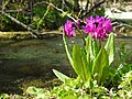 * Nomination Primula nivalis at the bank of Tautkeli (Pronikha) river in Katonkaragay national park. East Kazakhstan Region, Kazakhstan. By User:Avustfel --Красный 08:34, 6 June 2024 (UTC) * Critique requise