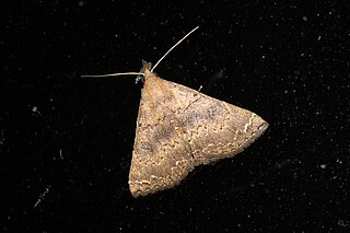 <i>Progonia oileusalis</i> Species of moth