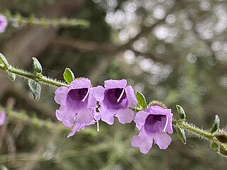 <i>Prostanthera stricta</i>