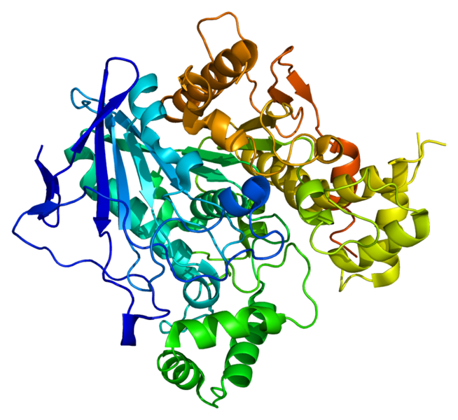 File:Protein BCHE PDB 1p0i.png