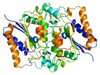 <span class="mw-page-title-main">NAD(P)H dehydrogenase, quinone 2</span>