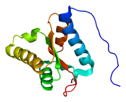 Ақуыз PELO PDB 1x52.png