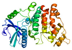 Protein SRPK1 PDB 1wak.png