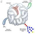 8/06 schematic of protein sorting signals