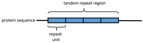 Représentation schématique d'une séquence protéique de répétitions en tandem.
