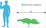 Az ember és a Psittacosaurus méretének összehasonlítása