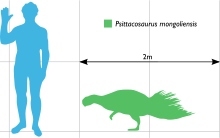 Size comparison of P. mongoliensis to a human. Psittacosaurus Scale.svg