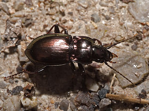 Metallic burial beetle (Pterostichus burmeisteri)
