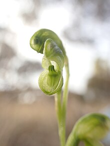 Pterostylis mutica (2).jpg