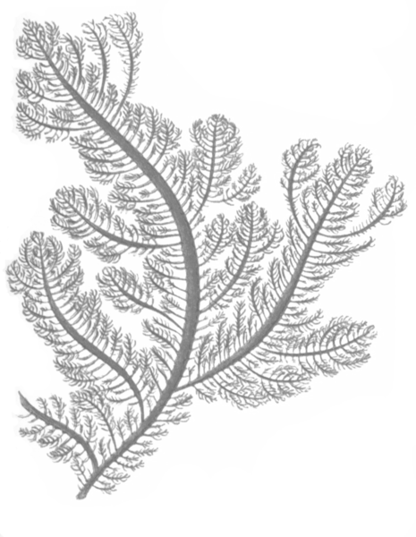 File:Ptilota serrata.png