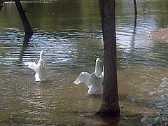 Patos en la laguna de Las Seiscientas