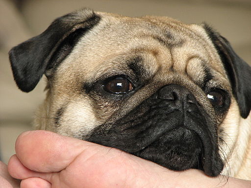 Pug dog nose face detail