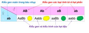 Bảng Punnett