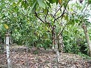 Punta Cana Theobroma cacao tree.jpg