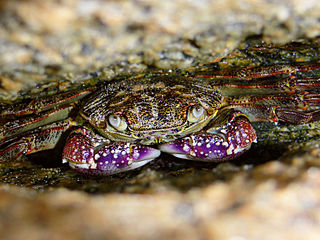 <i>Leptograpsus</i> Genus of crabs