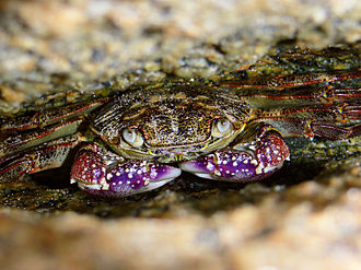 Leptograpsus variegatus Purple rock crab444.jpg