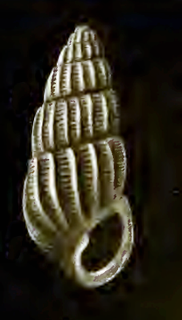 <i>Pyrgulina lecta</i> species of mollusc