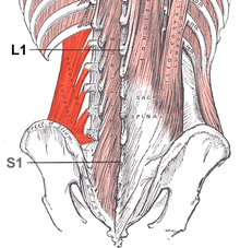 Quadratuslumborum.png