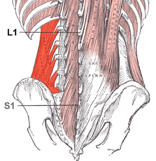 The quadratus lumborum muscle, informally called the QL, is a paired muscle of the left and right posterior abdominal wall. It is the deepest abdominal muscle, and commonly referred to as a back muscle. Each is irregular and quadrilateral in shape.
