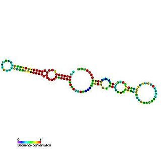 <span class="mw-page-title-main">Small nucleolar RNA SNORA54</span>