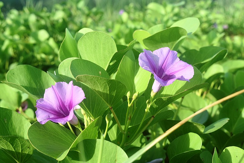 File:Railroad Vine Flower (ipomoea pes-caprae).jpg