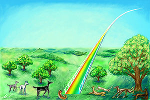 Rainbow Bridge Pets Wikipedia