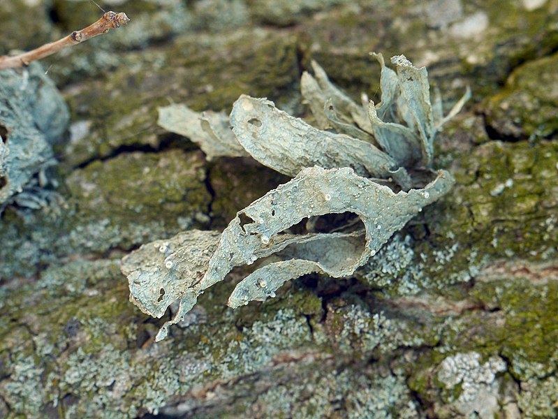 File:Ramalina fraxinea 92595267.jpg