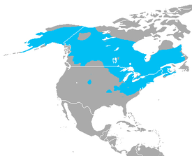 Metsäsammakon levinneisyys