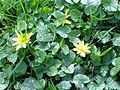 Ranunculus ficaria2.jpg